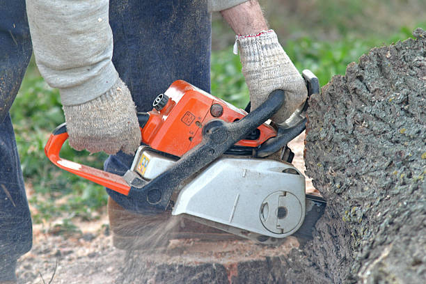 Tree Care